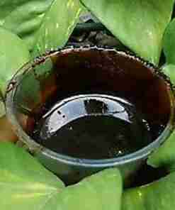 L'Ayahuasca
