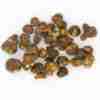 Les Truffes Magiques Hollandia