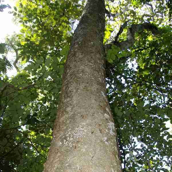 Rapé tribu Yawanawà - Fourche feminina Platycyamus regnelii yawanawà