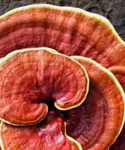 Le Reishi Ling Zhi (Ganoderma Lucidum)